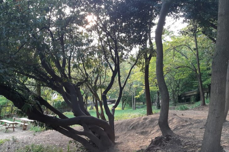 albero