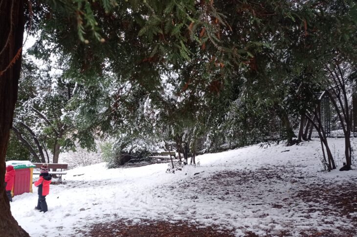 neve zona sequoia