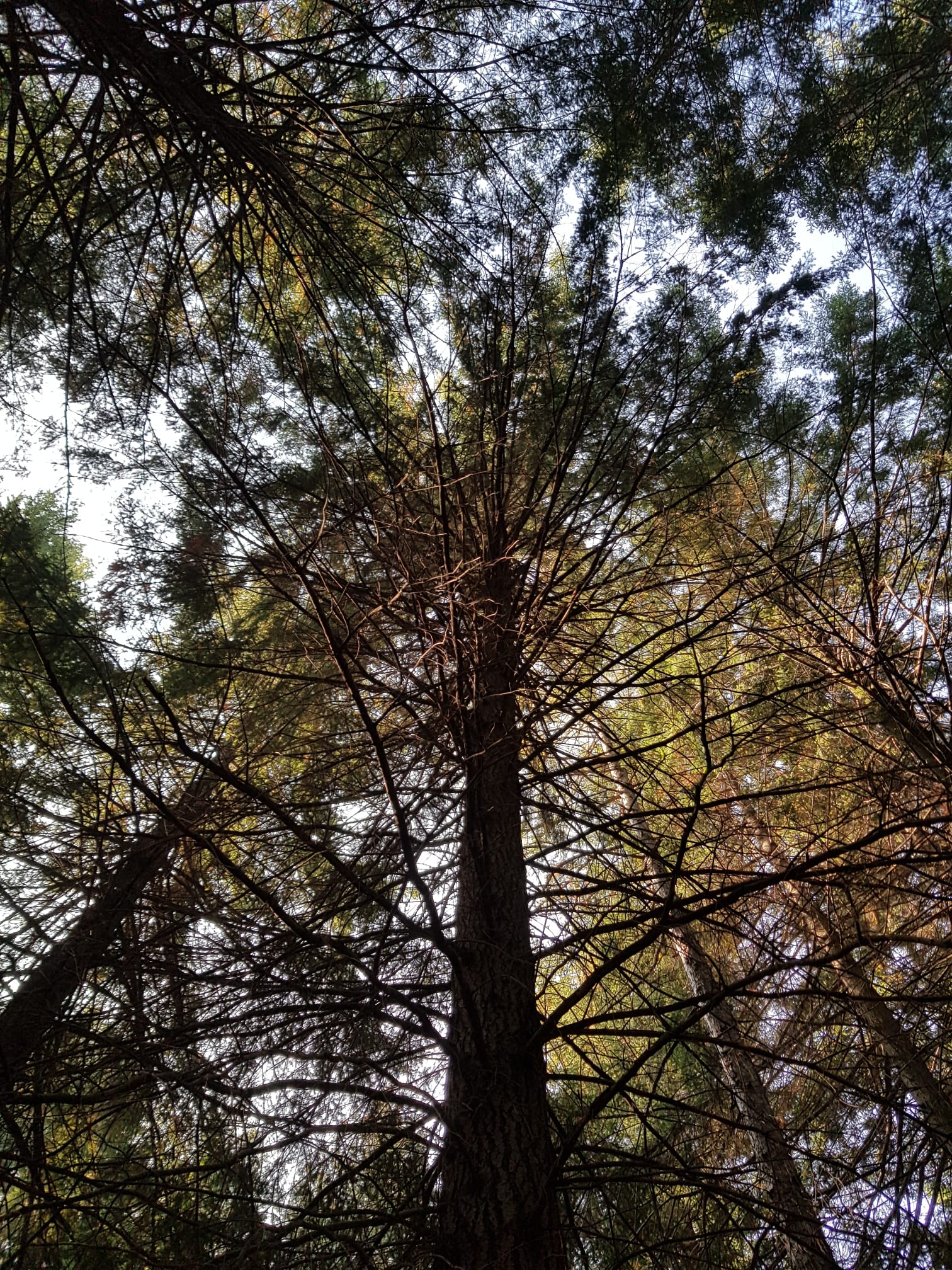 Bosco1