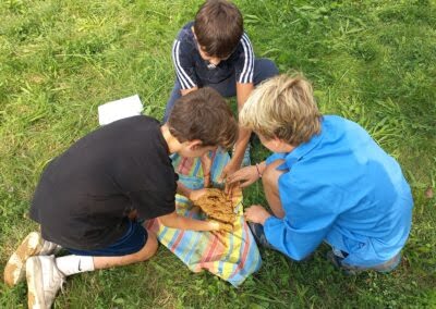 Collaborare